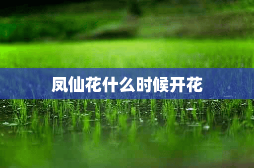 凤仙花什么时候开花