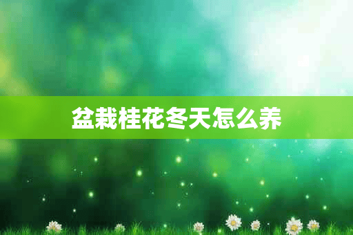 盆栽桂花冬天怎么养