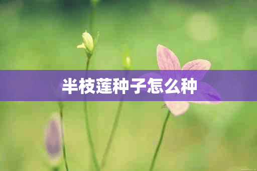 半枝莲种子怎么种