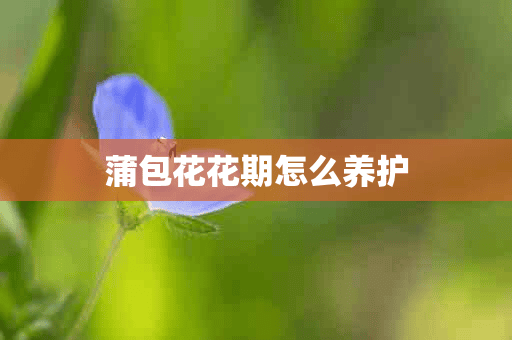 蒲包花花期怎么养护