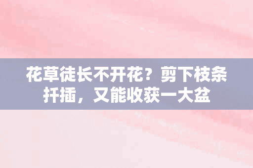 花草徒长不开花？剪下枝条扦插，又能收获一大盆