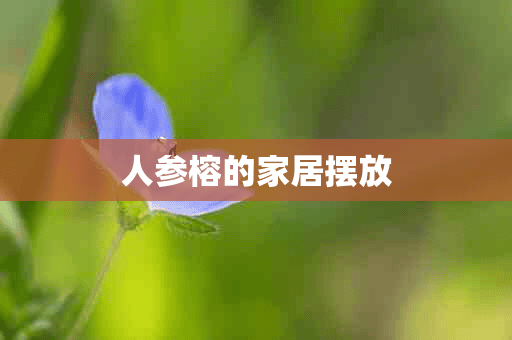 人参榕的家居摆放