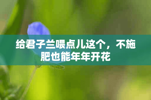 给君子兰喂点儿这个，不施肥也能年年开花