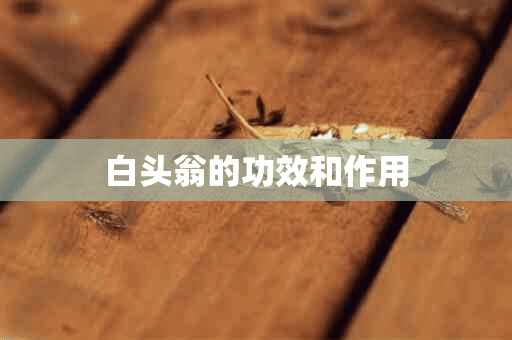 白头翁的功效和作用