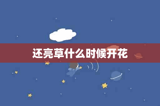 还亮草什么时候开花