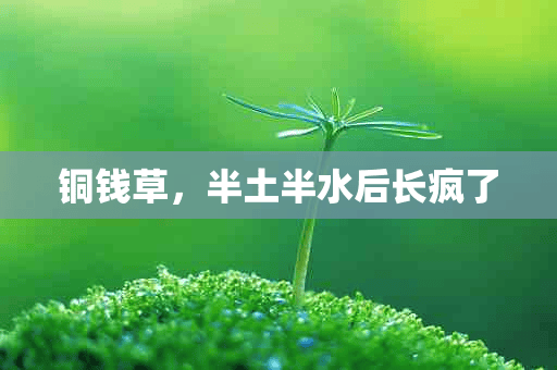 铜钱草，半土半水后长疯了