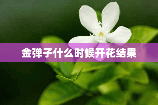 金弹子什么时候开花结果