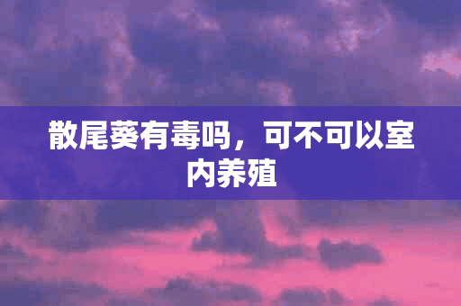 散尾葵有毒吗，可不可以室内养殖