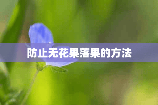 防止无花果落果的方法