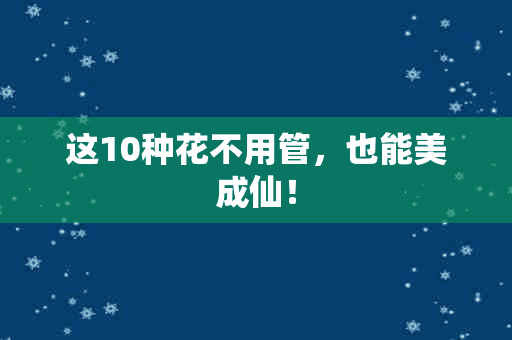 这10种花不用管，也能美成仙！