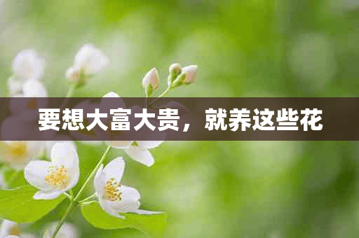 要想大富大贵，就养这些花