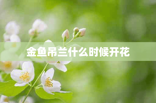 金鱼吊兰什么时候开花