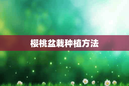 樱桃盆栽种植方法