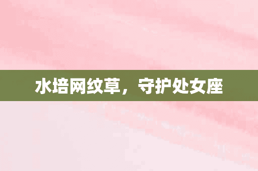 水培网纹草，守护处女座