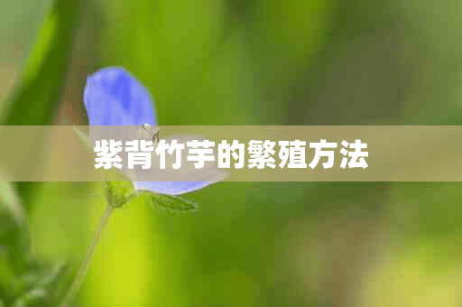 紫背竹芋的繁殖方法