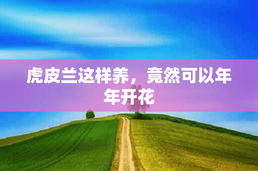 虎皮兰这样养，竟然可以年年开花