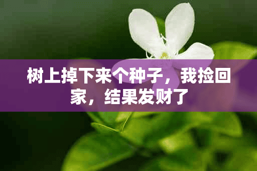 树上掉下来个种子，我捡回家，结果发财了