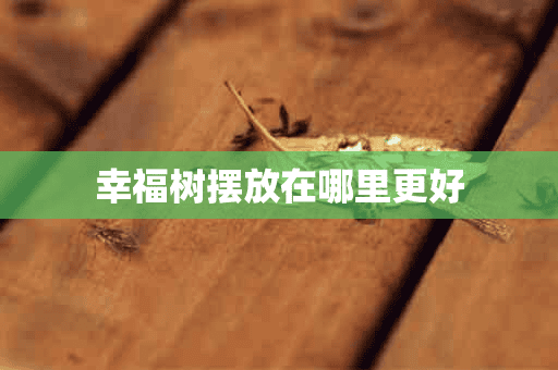 幸福树摆放在哪里更好