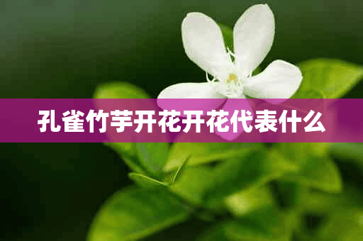 孔雀竹芋开花开花代表什么