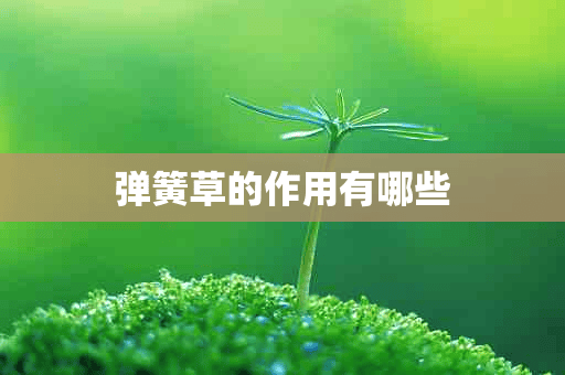 弹簧草的作用有哪些