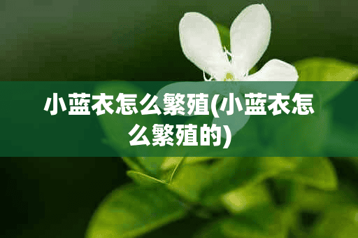 小蓝衣怎么繁殖(小蓝衣怎么繁殖的)