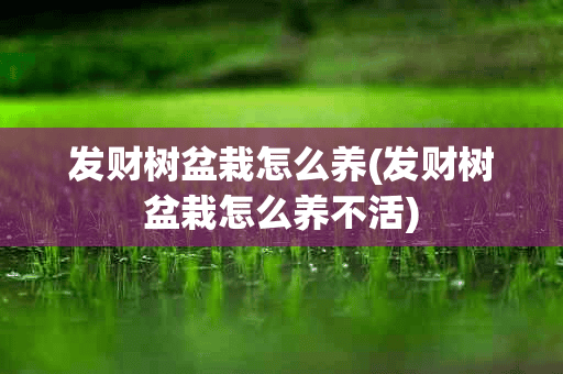 发财树盆栽怎么养(发财树盆栽怎么养不活)