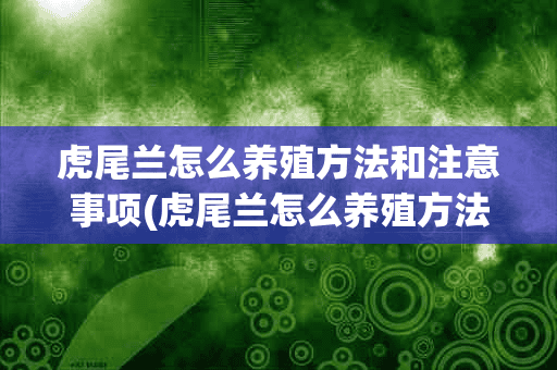 虎尾兰怎么养殖方法和注意事项(虎尾兰怎么养殖方法和注意事项图片)