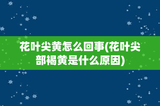 花叶尖黄怎么回事(花叶尖部褐黄是什么原因)