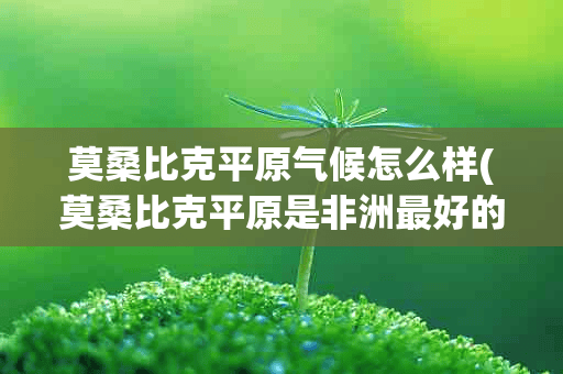 莫桑比克平原气候怎么样(莫桑比克平原是非洲最好的土地)