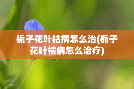 栀子花叶枯病怎么治(栀子花叶枯病怎么治疗)