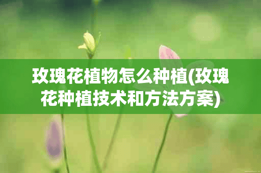 玫瑰花植物怎么种植(玫瑰花种植技术和方法方案)