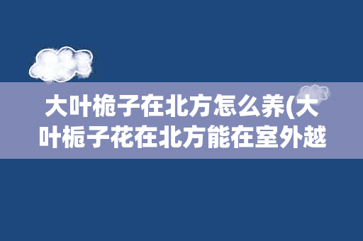 大叶桅子在北方怎么养(大叶栀子花在北方能在室外越冬吗)