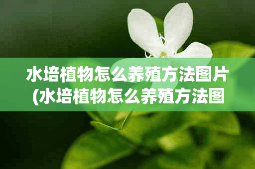 水培植物怎么养殖方法图片(水培植物怎么养殖方法图片大全)