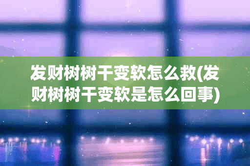 发财树树干变软怎么救(发财树树干变软是怎么回事)