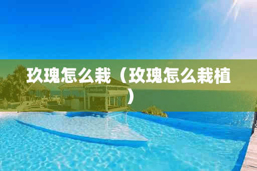 玖瑰怎么栽（玫瑰怎么栽植）