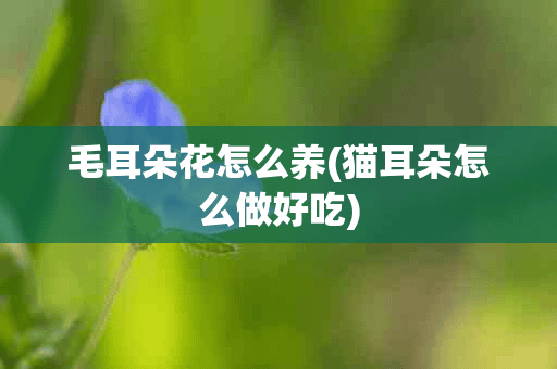 毛耳朵花怎么养(猫耳朵怎么做好吃)