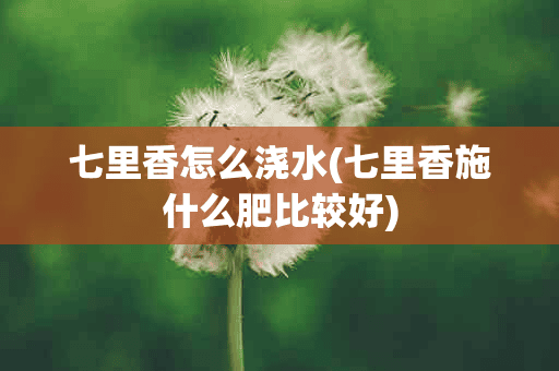 七里香怎么浇水(七里香施什么肥比较好)