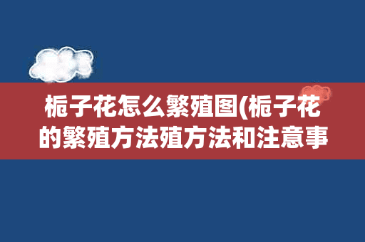 栀子花怎么繁殖图(栀子花的繁殖方法殖方法和注意事项)