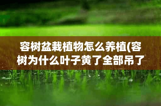 容树盆栽植物怎么养植(容树为什么叶子黄了全部吊了?)