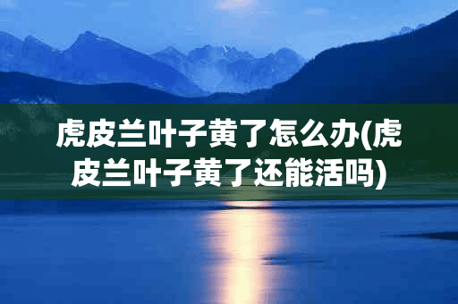 虎皮兰叶子黄了怎么办(虎皮兰叶子黄了还能活吗)