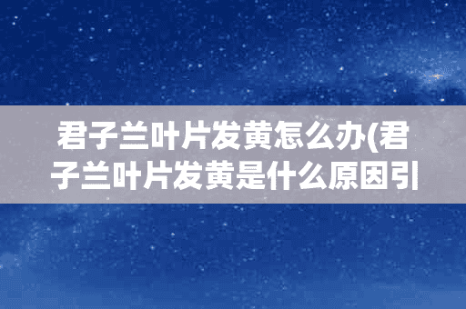 君子兰叶片发黄怎么办(君子兰叶片发黄是什么原因引起?如何预防?一次讲透)