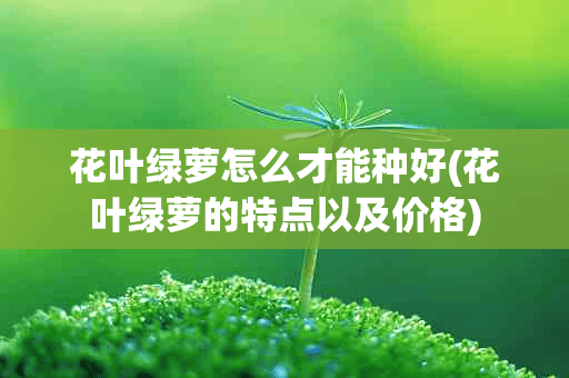 花叶绿萝怎么才能种好(花叶绿萝的特点以及价格)