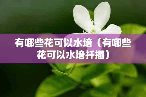 有哪些花可以水培（有哪些花可以水培扦插）