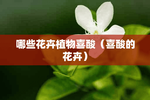 哪些花卉植物喜酸（喜酸的花卉）