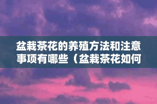 盆栽茶花的养殖方法和注意事项有哪些（盆栽茶花如何养护呢?知道这些方法）