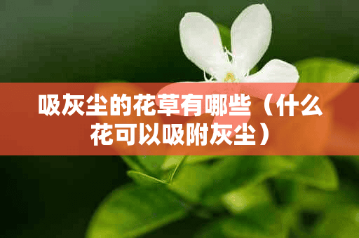 吸灰尘的花草有哪些（什么花可以吸附灰尘）