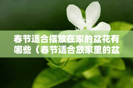 春节适合摆放在家的盆花有哪些（春节适合放家里的盆栽花）