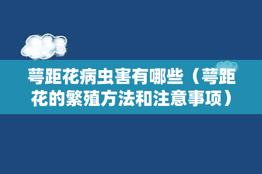 萼距花病虫害有哪些（萼距花的繁殖方法和注意事项）