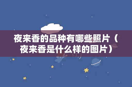 夜来香的品种有哪些照片（夜来香是什么样的图片）