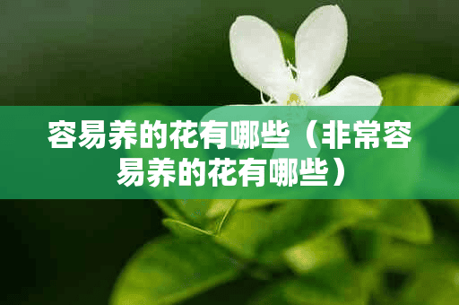 容易养的花有哪些（非常容易养的花有哪些）